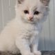 Ragdoll blue bicolor kisfiú