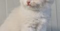 Ragdoll blue bicolor kisfiú