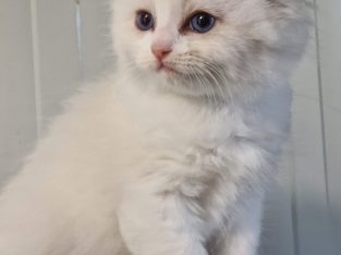 Ragdoll blue bicolor kisfiú