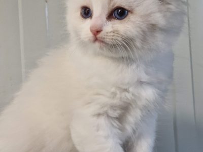 Ragdoll blue bicolor kisfiú
