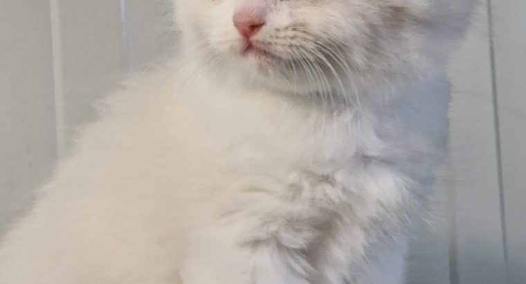 Ragdoll blue bicolor kisfiú