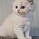 Ragdoll blue bicolor kisfiú