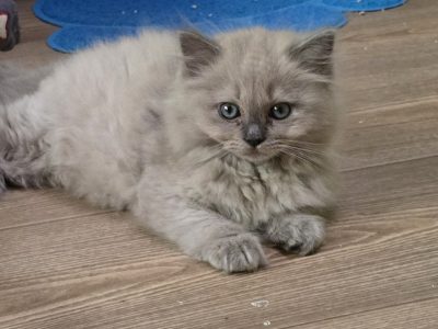 Ragdoll Cherubim kandúrka