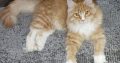 Maine coon picikék várhatók