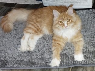 Maine coon picikék várhatók