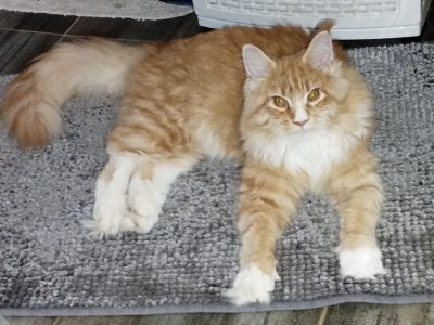 Maine coon picikék várhatók