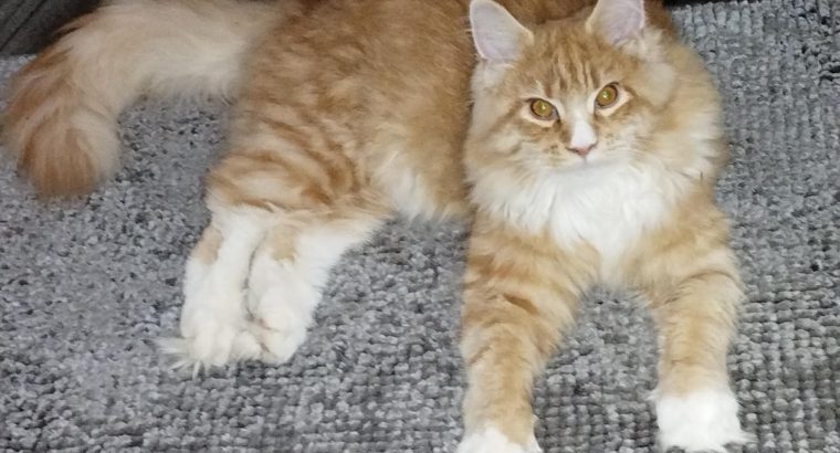 Maine coon picikék várhatók