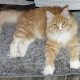 Maine coon picikék várhatók
