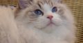 💖💖🐈🐈🐈🐈Elyse Ragdoll kislány!