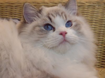 💖💖🐈🐈🐈🐈Elyse Ragdoll kislány!