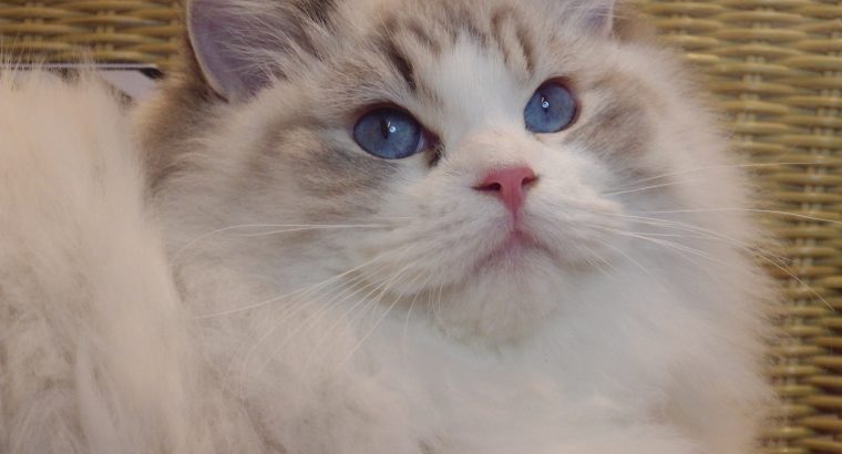 💖💖🐈🐈🐈🐈Elyse Ragdoll kislány!