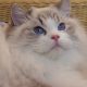 💖💖🐈🐈🐈🐈Elyse Ragdoll kislány!