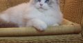 💖💖🐈🐈🐈🐈Elyse Ragdoll kislány!