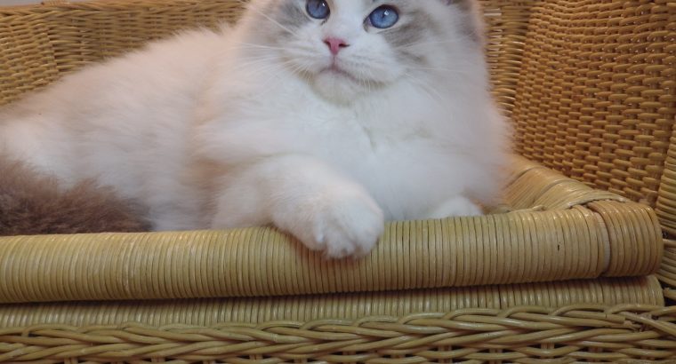 💖💖🐈🐈🐈🐈Elyse Ragdoll kislány!