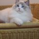 💖💖🐈🐈🐈🐈Elyse Ragdoll kislány!