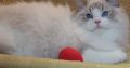 💖💖🐈🐈🐈🐈Elyse Ragdoll kislány!