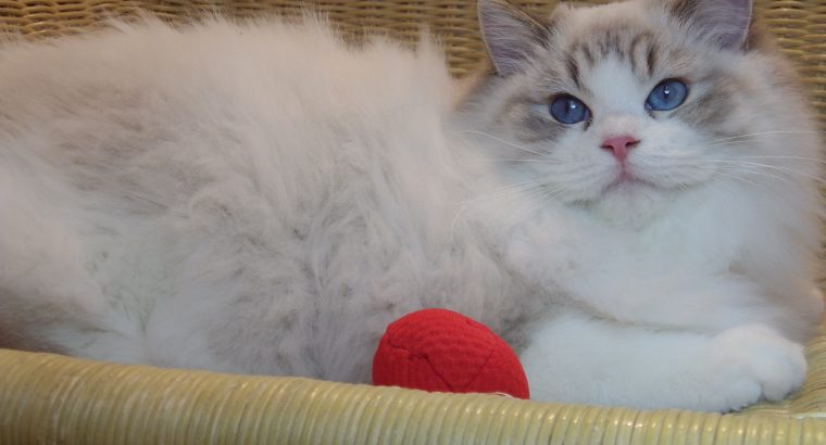 💖💖🐈🐈🐈🐈Elyse Ragdoll kislány!