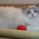 💖💖🐈🐈🐈🐈Elyse Ragdoll kislány!