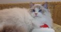 💖💖🐈🐈🐈🐈Elyse Ragdoll kislány!