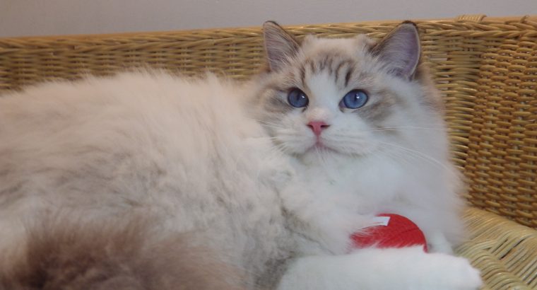 💖💖🐈🐈🐈🐈Elyse Ragdoll kislány!