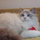 💖💖🐈🐈🐈🐈Elyse Ragdoll kislány!
