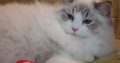 💖💖🐈🐈🐈🐈Elyse Ragdoll kislány!