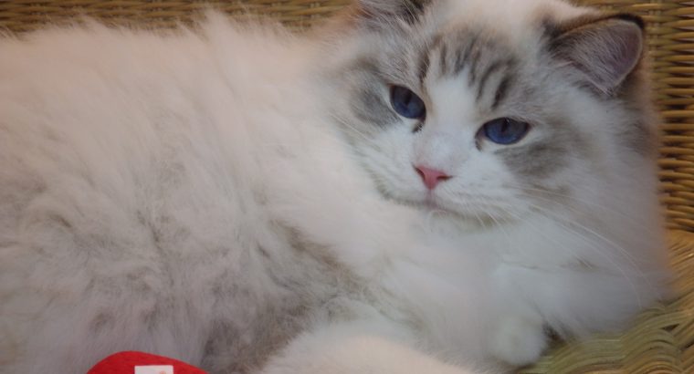 💖💖🐈🐈🐈🐈Elyse Ragdoll kislány!