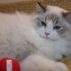 💖💖🐈🐈🐈🐈Elyse Ragdoll kislány!