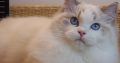 Everly💖💖🐈 Ragdoll kislány!