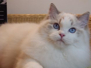 Everly💖💖🐈 Ragdoll kislány!
