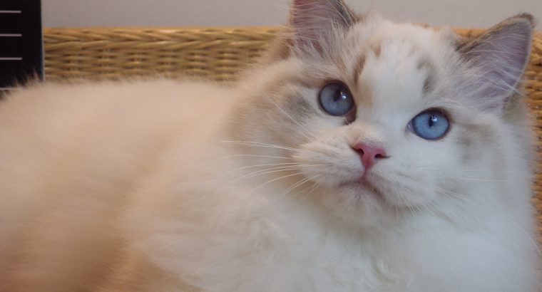 Everly💖💖🐈 Ragdoll kislány!