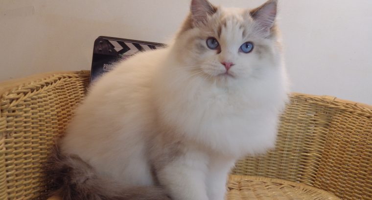 Everly💖💖🐈 Ragdoll kislány!