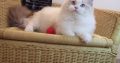 Everly💖💖🐈 Ragdoll kislány!