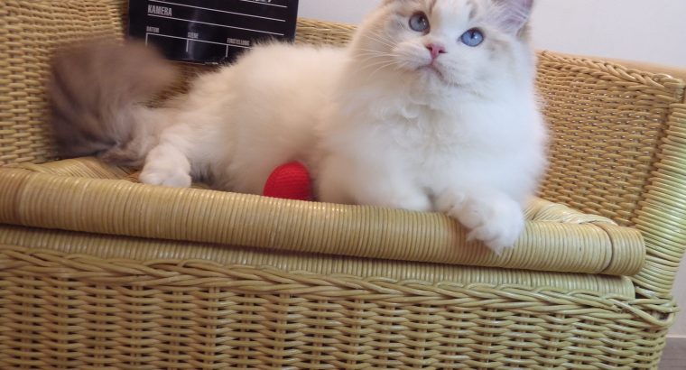 Everly💖💖🐈 Ragdoll kislány!
