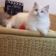 Everly💖💖🐈 Ragdoll kislány!