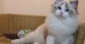 Gucci😍😍💖💖 Ragdoll Boyl