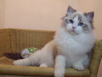 Gucci😍😍💖💖 Ragdoll Boyl
