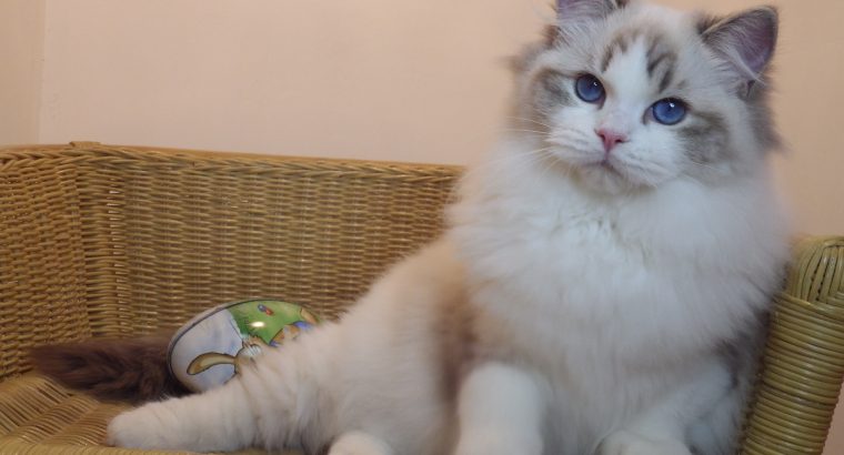 Gucci😍😍💖💖 Ragdoll Boyl