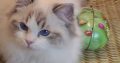 Gucci😍😍💖💖 Ragdoll Boyl