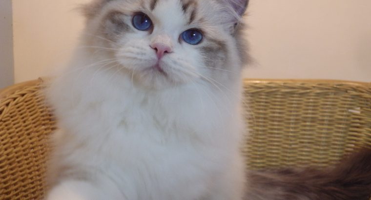 Gucci😍😍💖💖 Ragdoll Boyl