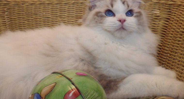 Gucci😍😍💖💖 Ragdoll Boyl