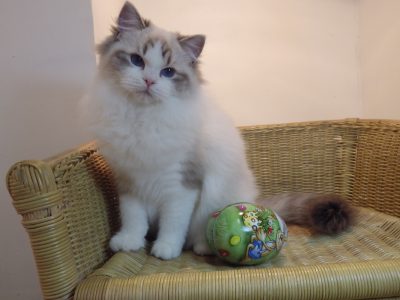 Gucci😍😍💖💖 Ragdoll Boyl