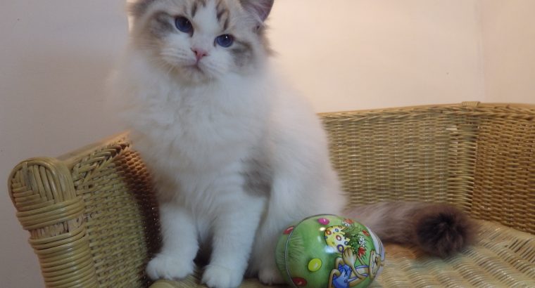 Gucci😍😍💖💖 Ragdoll Boyl
