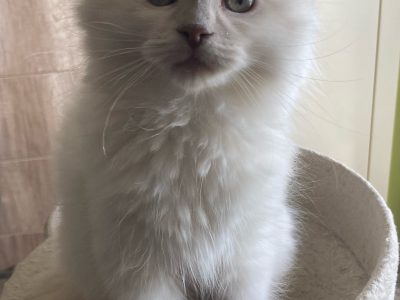 Posie – Ragdoll kislány