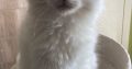 Posie – Ragdoll kislány