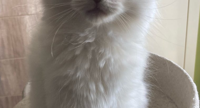 Posie – Ragdoll kislány