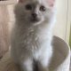 Posie – Ragdoll kislány