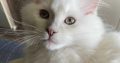 Posie – Ragdoll kislány