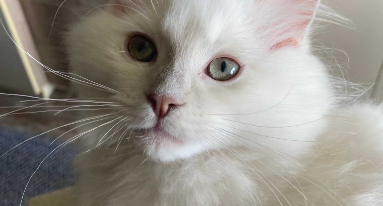 Posie – Ragdoll kislány