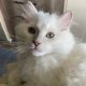 Posie – Ragdoll kislány